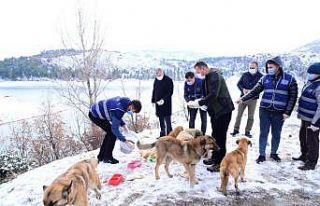 Kahramankazan’da sokak hayvanları ihmal edilmiyor