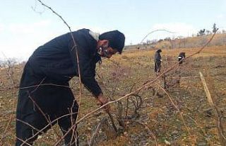 Kahramanmaraş’ta çiftçilerin bağ budama telaşı...