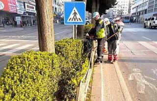 Kahramanmaraş’ta minyatür ağaçlar budanıyor