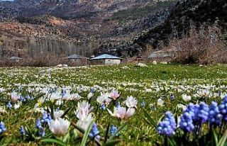 Kahramanmaraş’ta sümbüller vadiyi süsledi