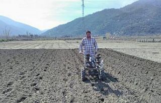 Kapıdağ’da mor soğan dikimi başladı
