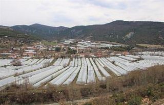 Karadeniz’in sebze üssü Amasya’da domates fideleri...