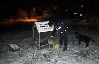 Karantinada sokak hayvanları unutulmadı