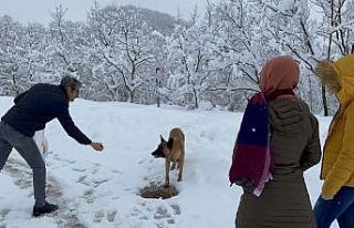 Karla kaplanan ormanda aç kalan köpeği öğretmenler...