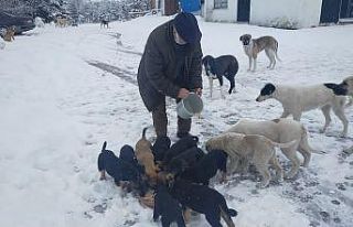Karla kaplı yaylada sokak hayvanları besleniyor