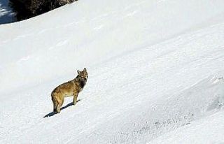 Karlı arazide kurda kaval dinletisi