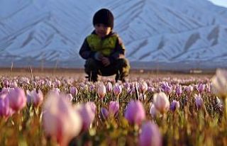 Karlı dağlarla birleşen kardelenler mest etti