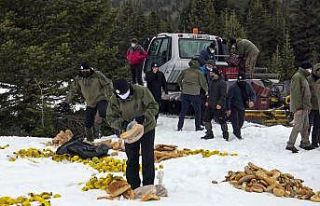 Karlı kış gününde yaban hayvanları böyle yemlendi
