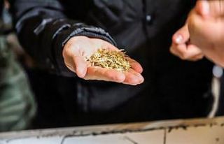 ‘Kavılca Buğdayı’ ülke ekonomisine katma değer...