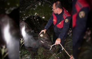 Kayalıklara sıkışan ineği itfaiye kurtardı