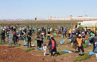 Kayapınar Şehir Ormanına 10 bin fidan dikildi