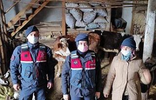 Kaybolan büyükbaş hayvanları jandarma buldu