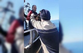 Kaybolup tekneyle kıta değiştiren inatçı kedi...