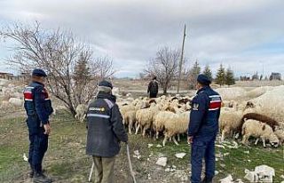 Kayıp koyunları jandarma ekipleri drone ile buldu