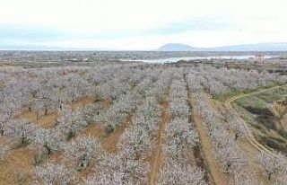 Kayısı bahçelerinde kartpostallık görüntüler