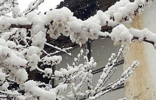 Kayısıda zirai don endişesi