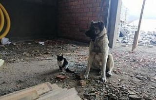 Kedi ile köpeğin dostluğu renkli görüntülere...