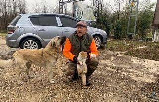 Kedi ile köpeğin şaşırtan dostluğu