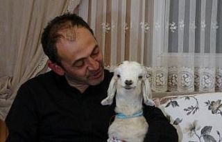 Kendisine hediye edilen keçi yavrusuna evladı gibi...