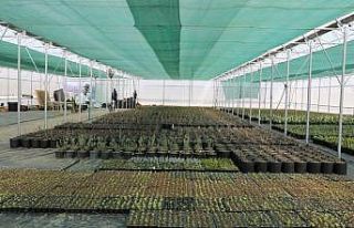 Kenti parkları tasarruflu çiçeklerle renklendirecek