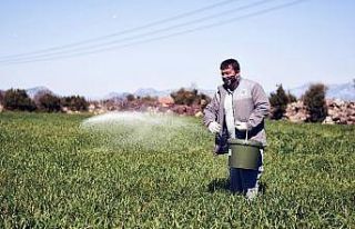 Kepez buğday tarlalarına gözü gibi bakıyor