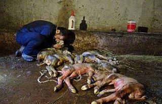 Kesilen inekten, 5 buzağı çıktı