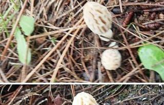 Kilosu 300 liradan satılıyor