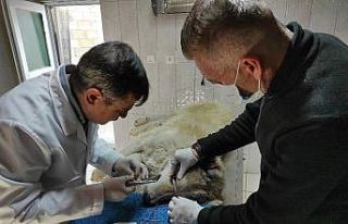 ’Kiraz Göz’ ameliyatı yapılan köpek sağlığına...