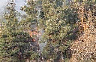 Kış mevsiminde orman yangını paniğe neden oldu