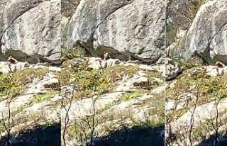 Kış uykusundan uyanan ayı cep telefonu ile görüntülendi