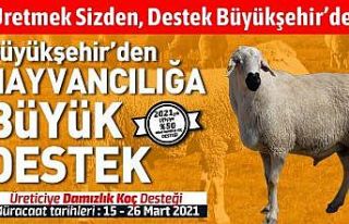 Konya Büyükşehir’den hayvancılığa destek