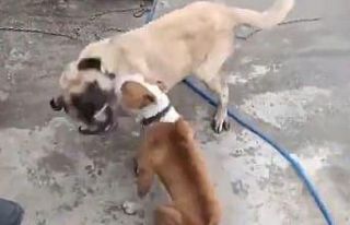 Konya’da köpek dövüştüren 3 kişiye 50 bin...