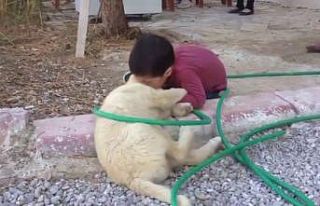 Köpeği ısıran çocuk görenleri gülme krizine...