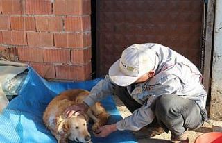 Köpeğinin vurulduğunu veterinere götürünce anladı