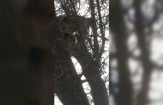 Köpeklerin saldırısından kaçan vaşak, ağaca...
