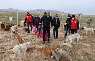 Köpekleriyle köyünden kovulan engelli gence Vali...