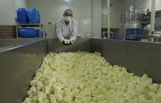 Koronaya karşı probiyotik peynir ürettiler