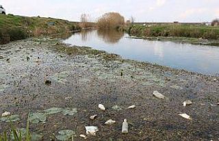 Koruma altındaki nilüfer çiçekleri kirlilikle...