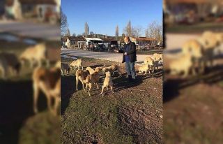 Köydeki 25 köpeği emekli vatandaş besliyor
