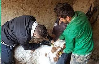 Köylerde büyükbaş hayvanlara aşı çalışmaları