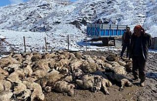 Koyun kuzu izdihamında 82 hayvan telef oldu