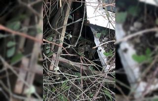 Koyun otlatan çoban, boşaltılan domuz çiftliğinde...