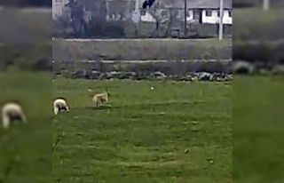 Koyuna bu sefer kurt yerine köpek saldırdı