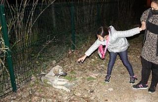 Küçük kızın hasta köpeğin başındaki “ne...