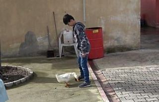 Küçük Yusuf’la ördeğin dostluğu