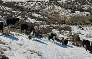 Küçükbaş hayvanlara uygulanan karantina kararı...