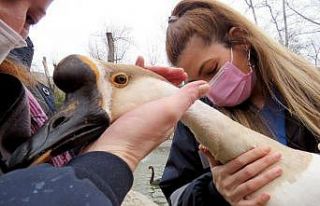 Kuğu ve ördekler sağlık taramasından geçti