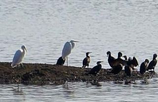 Kuraklık tehlikesindeki gölet kuş cennetine dönüştü