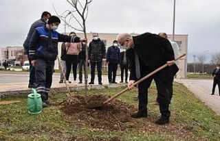 Kurupelit Yerleşkesi ıhlamurlarla daha da yeşillenecek