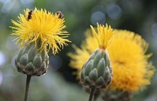 Kuşadası’nda 17 kök ’tülüşah’ korumaya...